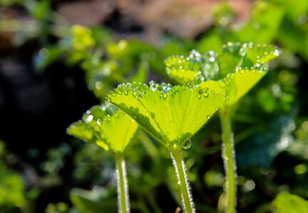 Herb green leaf drops photo