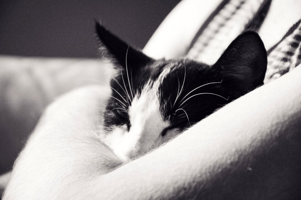 Black and white cat domestic cat black