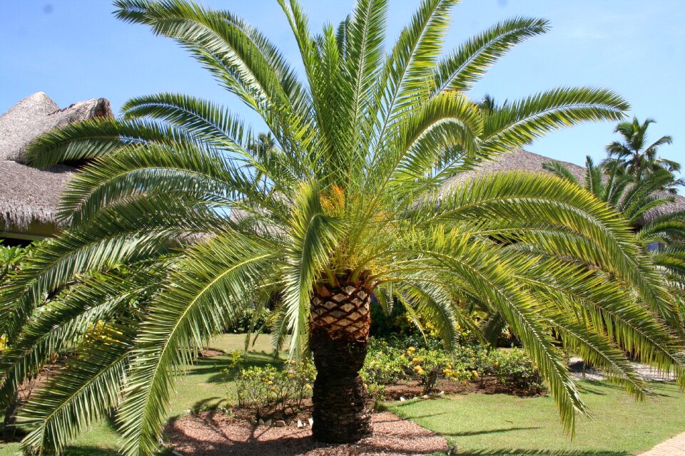 Dominican republic palm tree tropical