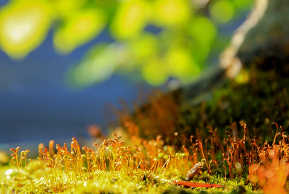 Plant colors flowering moss