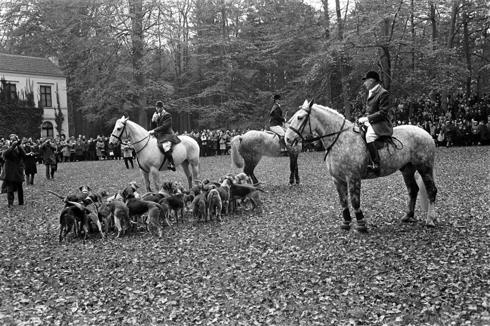 De slipjacht gaat met de ruiters en de meute foxterriërs van start, Bestanddeelnr 919-7575