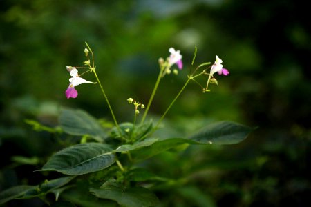De si délicates petites fleurs