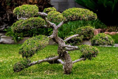 Tree small gardening