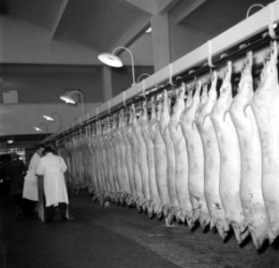 De slachtlijn van de vleeshallen in het deel waar varkens geslacht en verwerkt w, Bestanddeelnr 252-9055