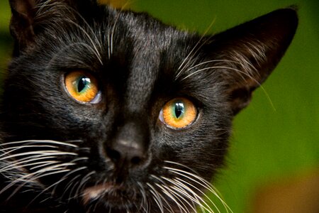 Black cat domestic cat black