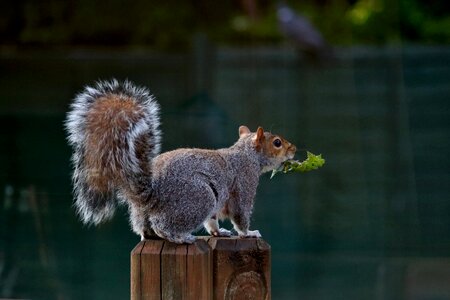 Squirrel animal rodent photo