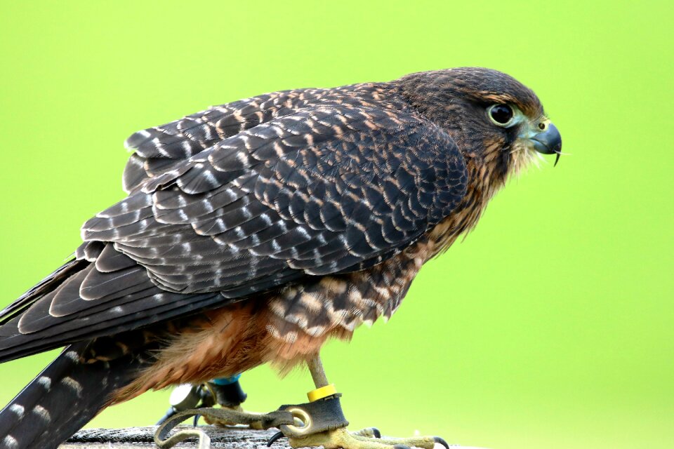 Wildlife nature natural