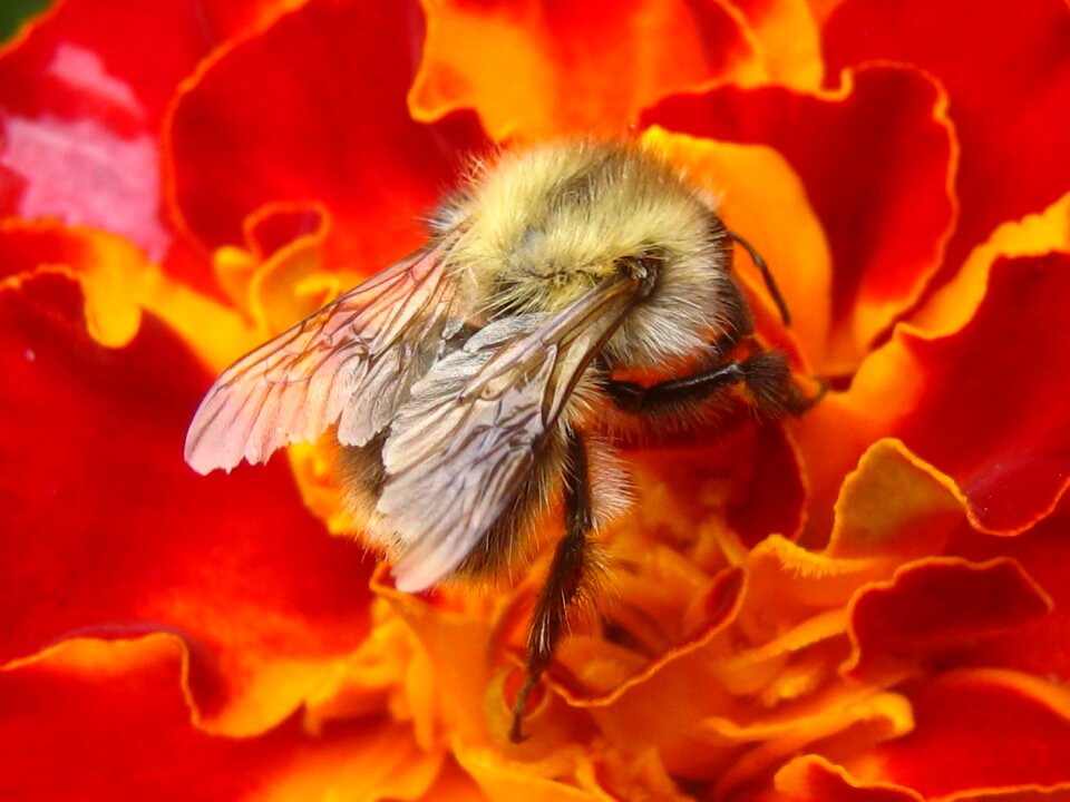 Working insects the collection of full bloom