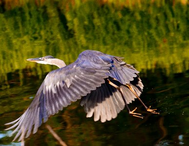 Flying heron water bird bird photo