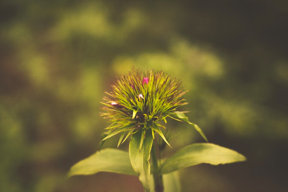 Thistle thistle flower flower