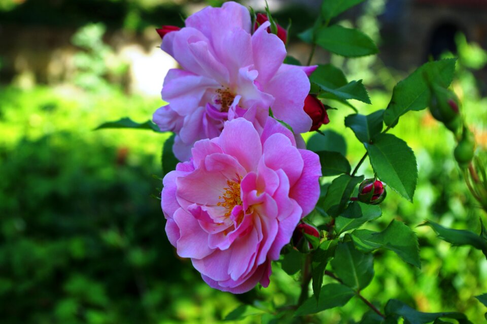 Pink nature rose blooms