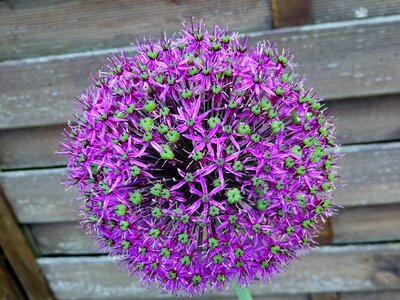 Flower garlic główkowaty violet photo