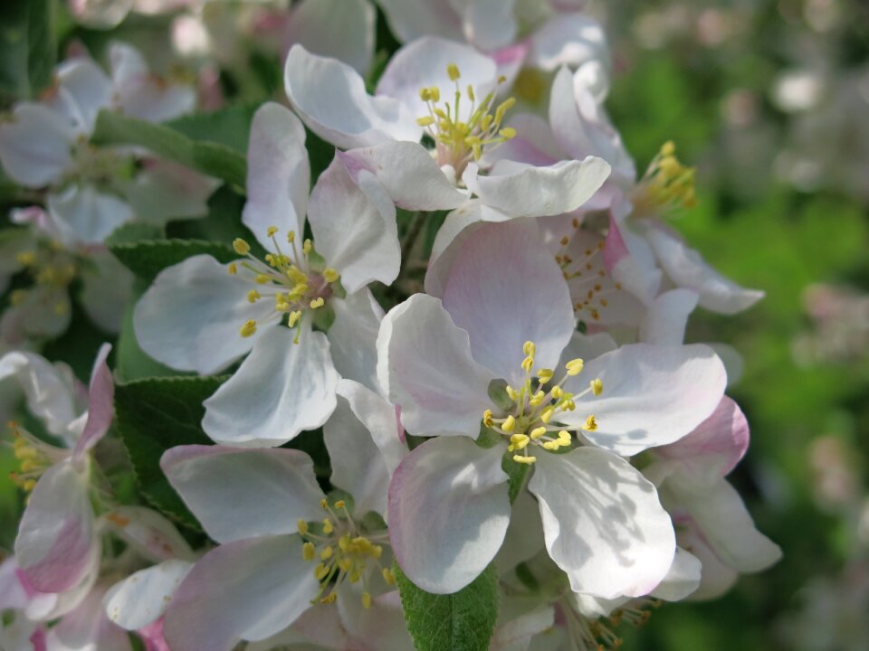 White bloom nature