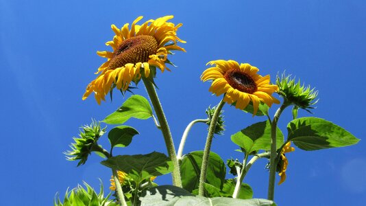 Flower summer blue sunflower