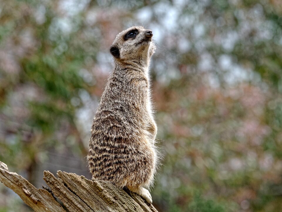 Wildlife lookout watchful