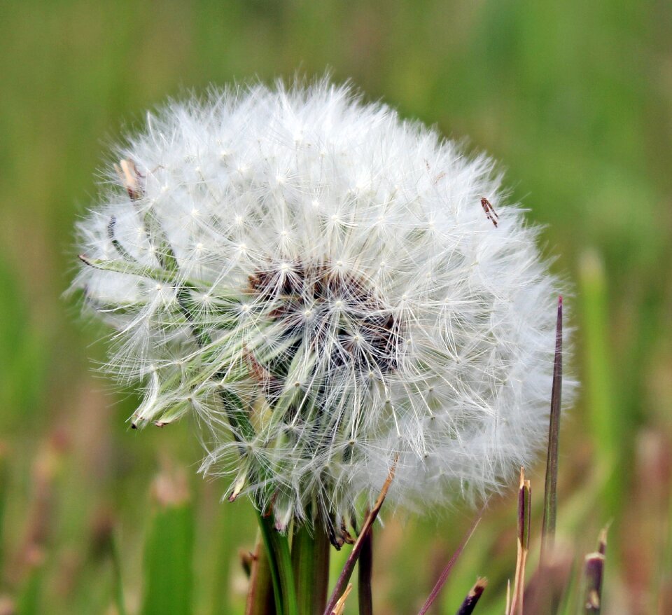 Meadow close up spring