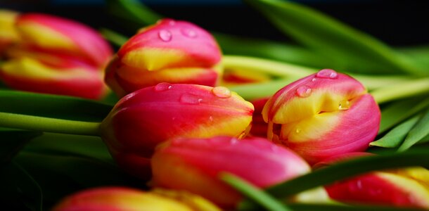 Flamed spring flower close up