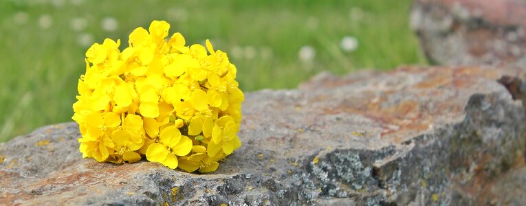 Background yellow rape flower