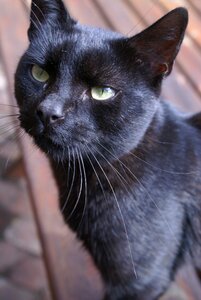 A normal cat animals kitten