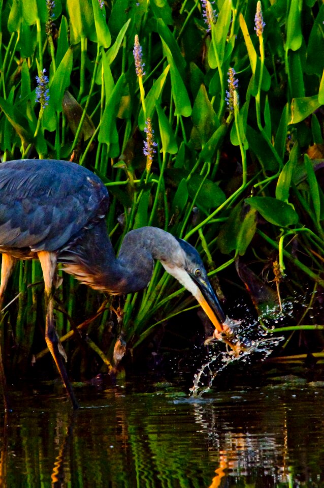 Feeding bird wading blue heron