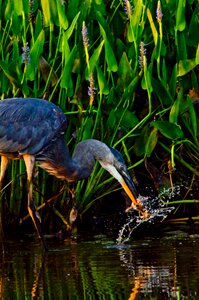 Feeding bird wading blue heron photo