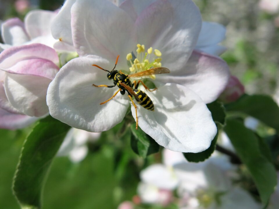 Apple blossom bloom