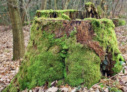 Forest nature log photo