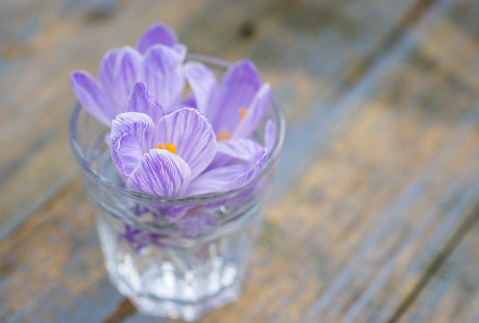 Purple violet nature