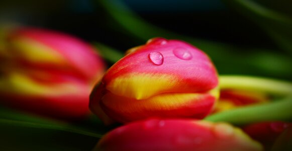 Flamed spring flower close up