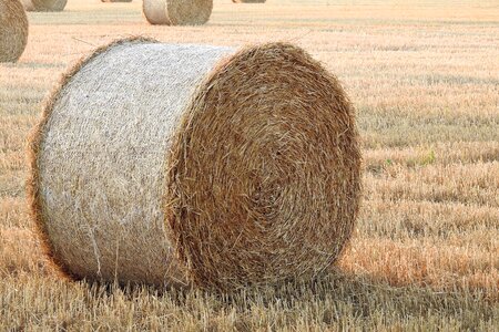 Summer straw round bales