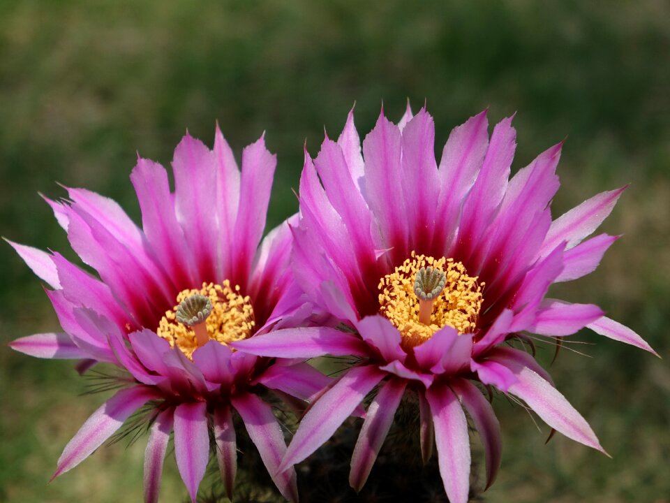 Flowering succulent plants pink petals