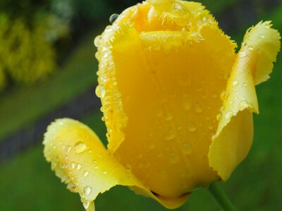 Tulip yellow close up photo