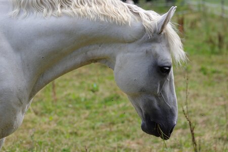 Coupling horse head graze photo