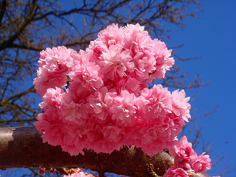 Hang bloom flowers