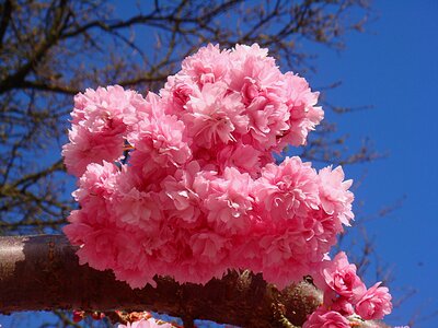 Hang bloom flowers