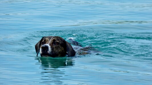 Dog floats water photo