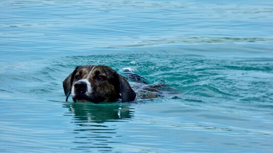 Dog floats water