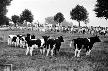 Demonstraties, kerncentrales, koeien, Bestanddeelnr 930-2956