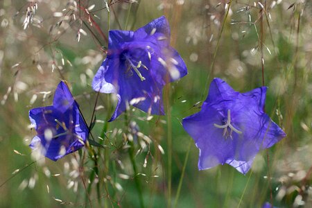 Flower nature blue