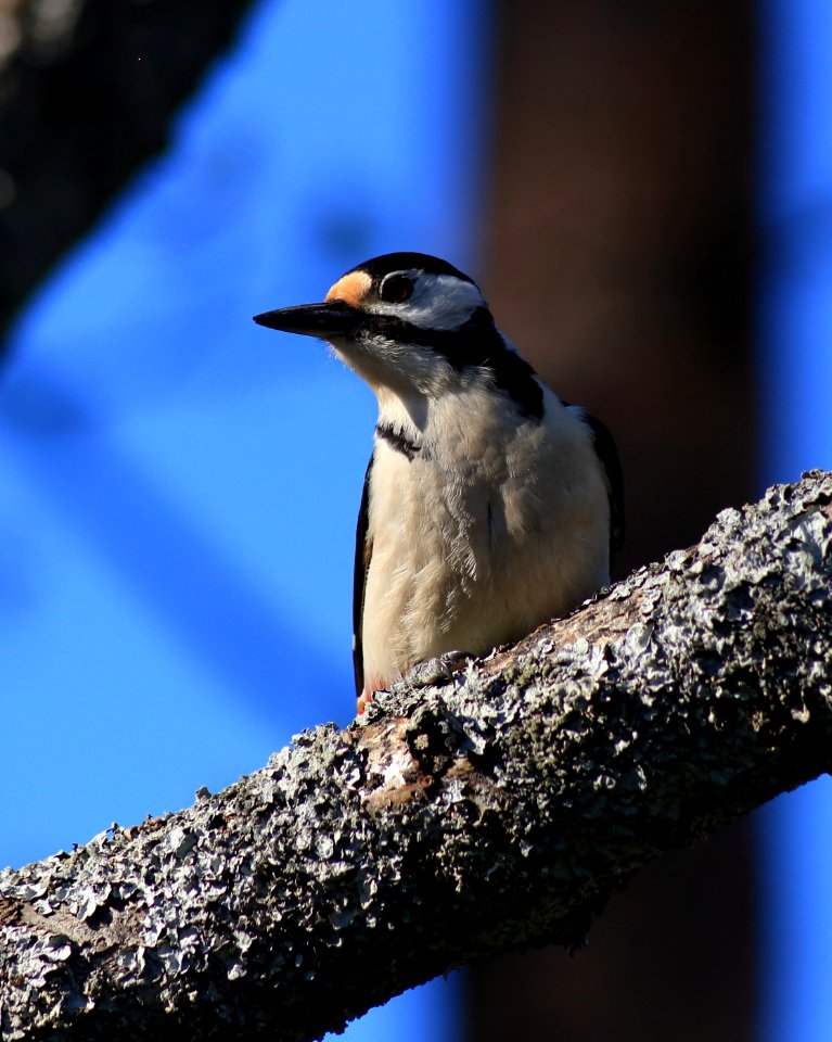Dendrocopos major Oulu 20170530 03