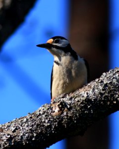 Dendrocopos major Oulu 20170530 03