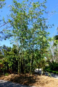 Dendrocalamus sp. 'Parker Giant' - Naples Botanical Garden - Naples, Florida - DSC09873