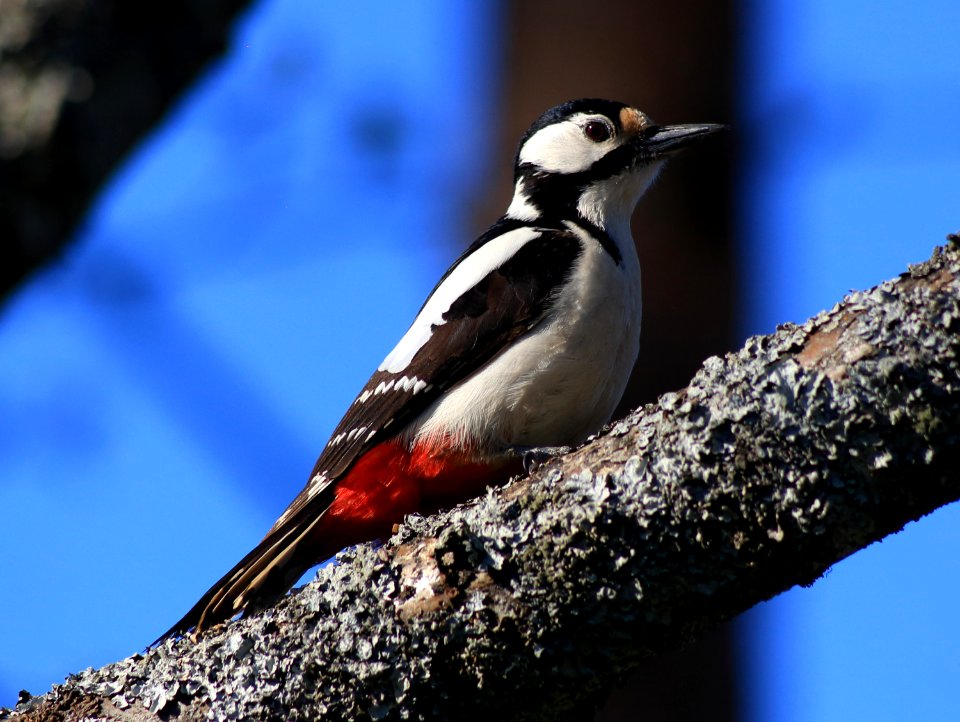 Dendrocopos major Oulu 20170530 02