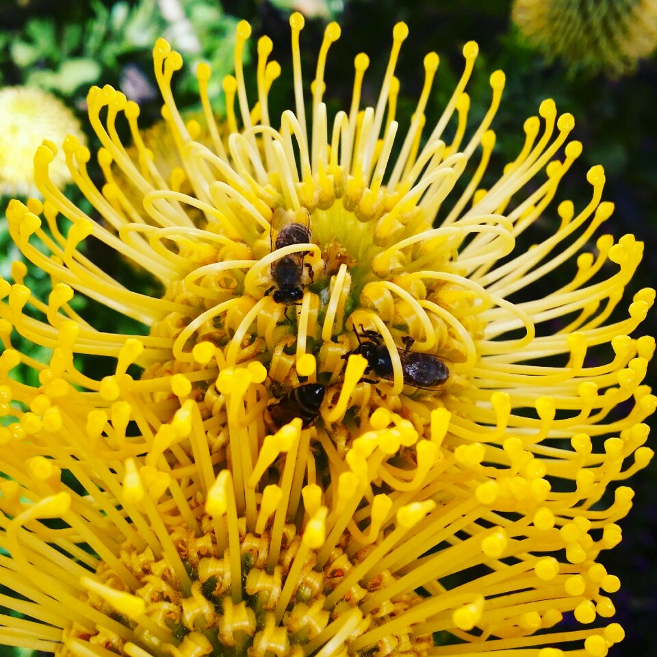 Garden yellow wild