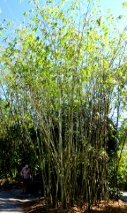Dendrocalamus minor - Naples Botanical Garden - Naples, Florida - DSC09882