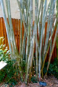Dendrocalamus minor 'Amoenus' - Marie Selby Botanical Gardens - Sarasota, Florida - DSC01178