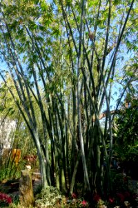 Dendrocalamus giganteus - Marie Selby Botanical Gardens - Sarasota, Florida - DSC01194
