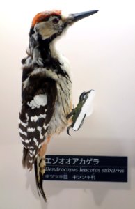 Dendrocopos leucotos subcirris - National Museum of Nature and Science, Tokyo - DSC07056