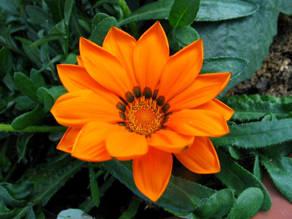 Blossom bloom plant