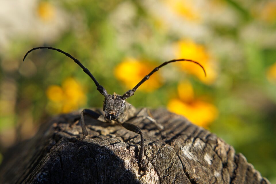 Beetle macro morimus funereus
